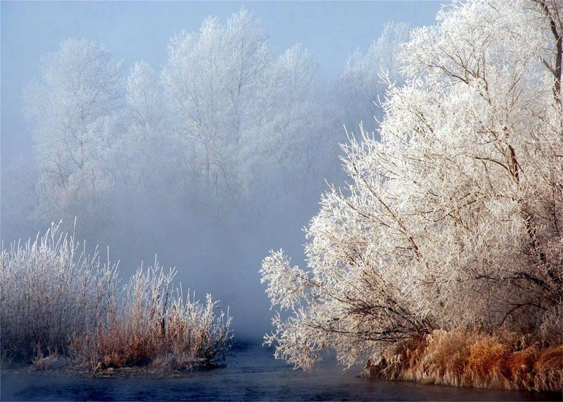 Frosted Trees of Hampton - City Market Canvas Art