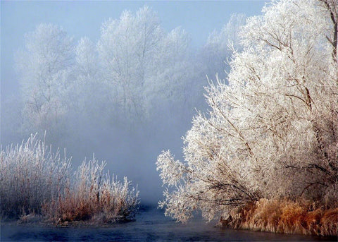 Frosted Trees of Hampton