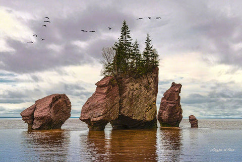 Hopewell Rocks - Flying Geese