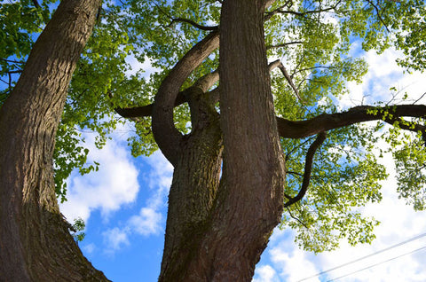 Majestic Elm