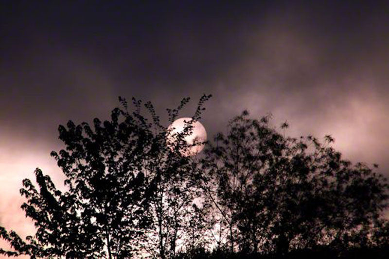 Night Moon - City Market Canvas Art