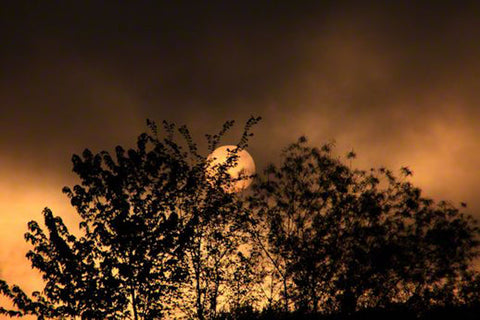 Night Moon