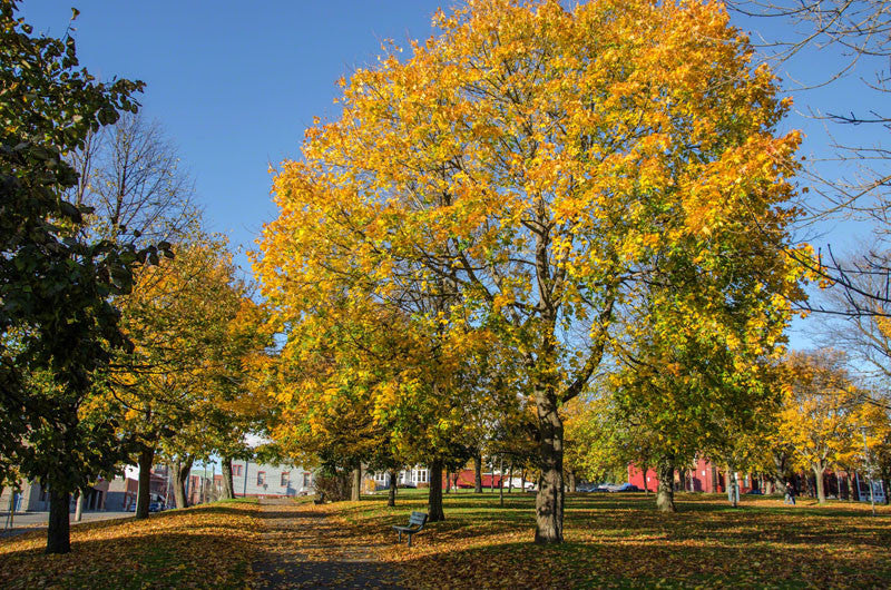 Queen Square - Autmn