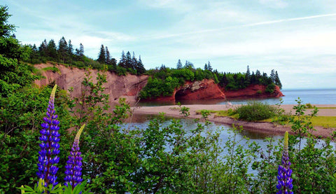 St. Martins Lupins